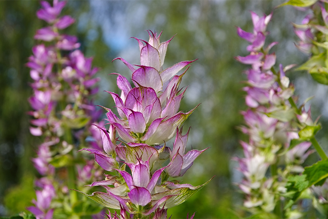 クラリセージ クラリーセージ Clary Sage 語源由来辞典