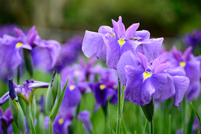 ハナショウブ 花菖蒲 はなしょうぶ 語源由来辞典