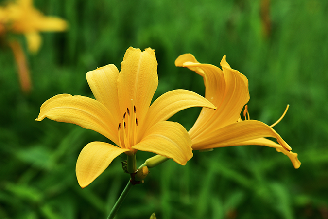 ニッコウキスゲ 日光黄菅 にっこうきすげ 語源由来辞典