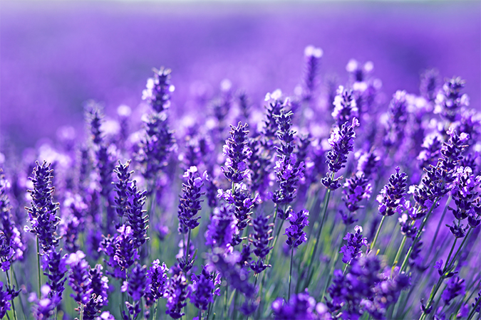 ラベンダー Lavender 語源由来辞典