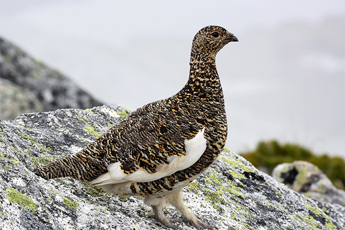 ライチョウ 雷鳥 らいちょう 語源由来辞典