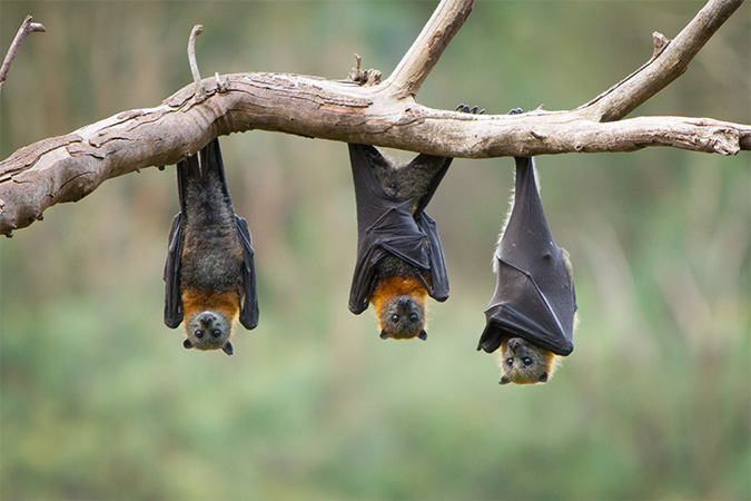 コウモリ 蝙蝠 こうもり 語源由来辞典