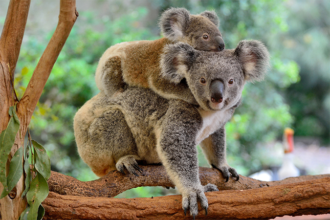 コアラ Koala 語源由来辞典