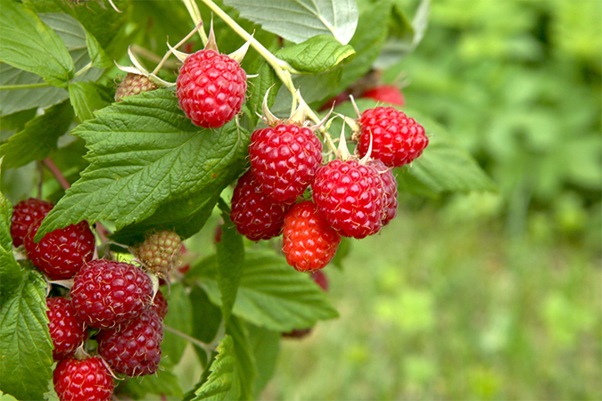 ラズベリー Raspberry 語源由来辞典