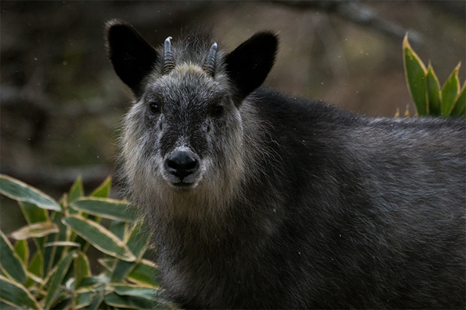 獣 けもの けだもの 語源由来辞典