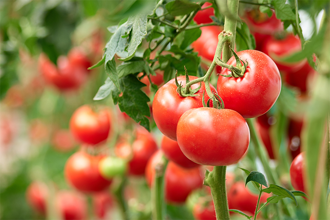 トマト Tomato 語源由来辞典