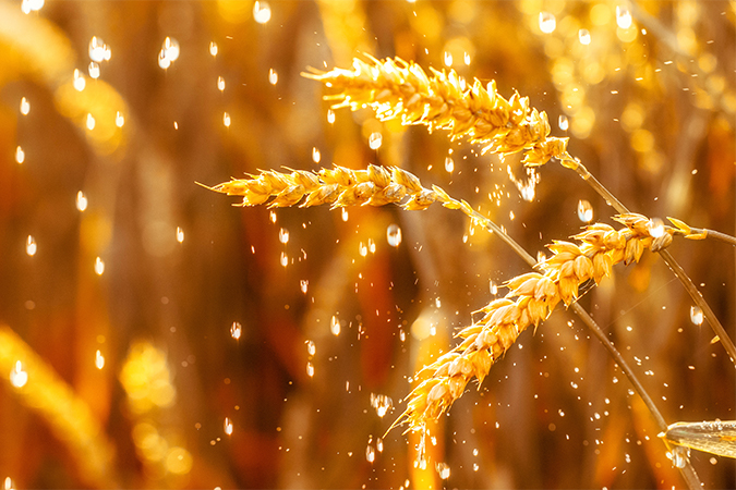麦雨 ばくう 語源由来辞典