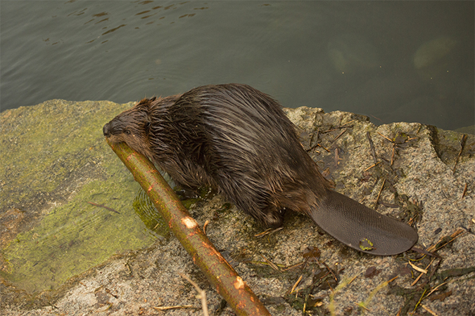 ビーバー Beaver 語源由来辞典