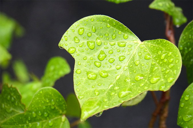 五月雨 さみだれ 語源由来辞典