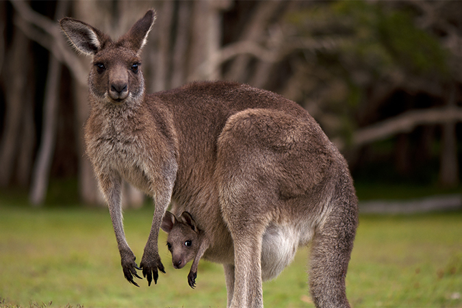 カンガルー Kangaroo 語源由来辞典