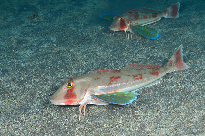 ホウボウ 魴鮄 竹麦魚 ほうぼう 語源由来辞典