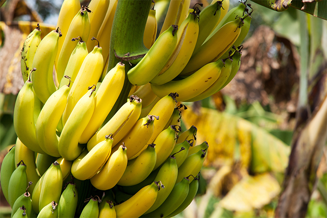 バナナ Banana 語源由来辞典