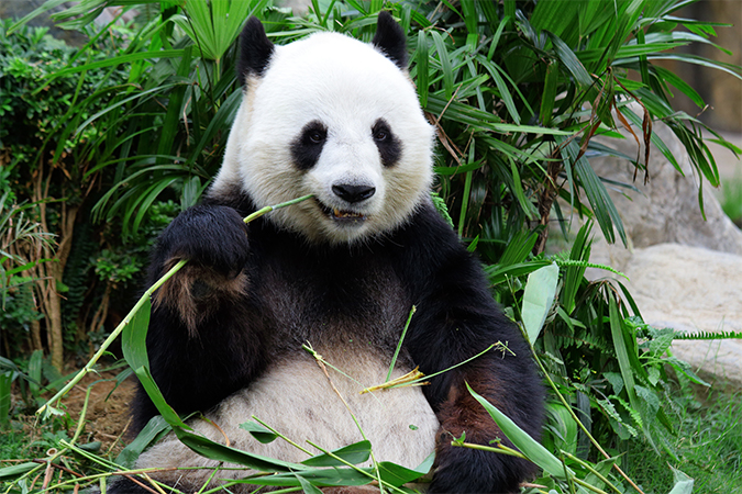 パンダ Panda 語源由来辞典