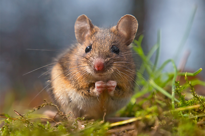 ハツカネズミ 二十日鼠 はつかねずみ 語源由来辞典