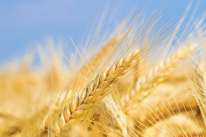 ライ麦 の意味 由来 語源 語源由来辞典
