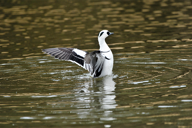 アイサ/秋沙/あいさ 語源由来辞典