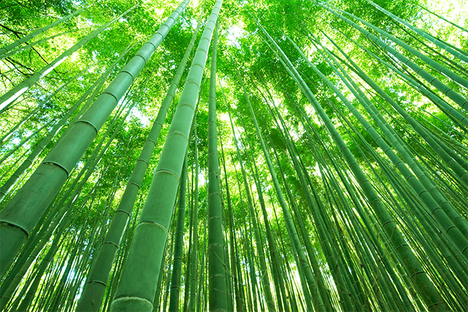 「竹」の意味・語源・由来 語源由来辞典